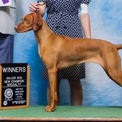 Anatolian Shepherd Dogs and Vizslas from Royal Kennels
