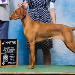 Anatolian Shepherd Dogs and Vizslas from Royal Kennels