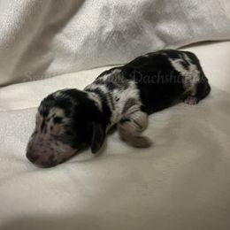 Cupid - Dapple female Dachshund puppy in Colbert, Georgia from Southern Drawl Dachshunds