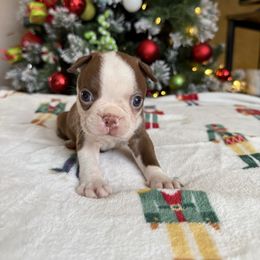 Wren - Red female Boston Terrier puppy in Kentucky from Graceful Paws