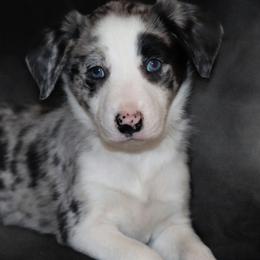Border Collie Puppies from Lil Maine Border Collies