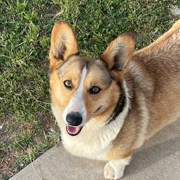 Stoney - Pembroke Welsh Corgi