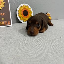 Teddy - Chocolate and tan male Dachshund puppy in Wayland, Iowa from CR Kennels