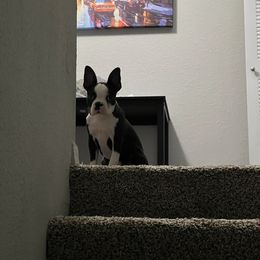 Boston Terrier Puppies from I Love Pups