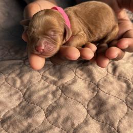 Pink Collar Girl - Caramel red female Australian Labradoodle puppy in Hagerstown, Maryland from Westfields Labradoodles