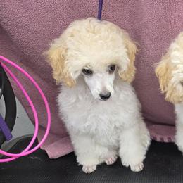 Zola - Cream female Poodle puppy in North Prince George, Virginia from ROYAL VISTA