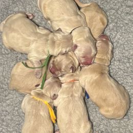 Boy 1 - Golden male Golden Retriever puppy in Oklahoma City, Oklahoma from Shire Springs Kennels