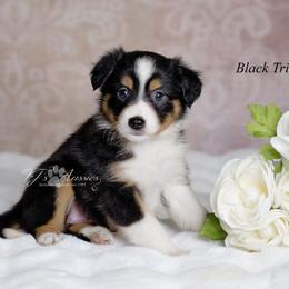 Tess - Black tri female Miniature Australian Shepherd puppy in Mechanicsburg, Pennsylvania from TJ's Aussies