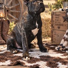 Dolce - Black brindle female Cane Corso puppy in El Paso, Texas from PaPaws Gotta Love It Kennels