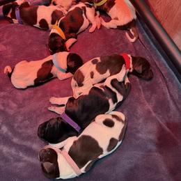 German Shorthaired Pointer Puppies from Lisa’s GSP’s