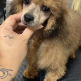 Hufflepuff (Mr. Diggory) - Sable male Poodle puppy in Buckeye, Arizona from Romano Juarez Puppies