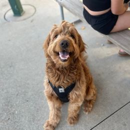 Bear - Goldendoodle
