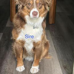 Ryder - Miniature Australian Shepherd