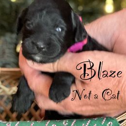 Australian Labradoodle Puppies from Sandcastle Labradoodles