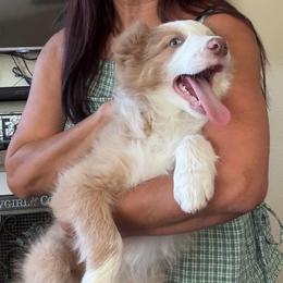 Lilac male vet check done) - Lilac male Border Collie puppy in Apple Valley, California from Flying S Ranch Border Collies