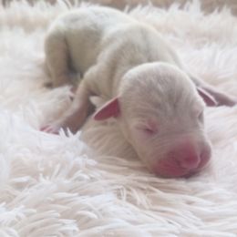 Blade - Merle male Great Dane puppy in Colorado Springs, Colorado from Pilot Danes