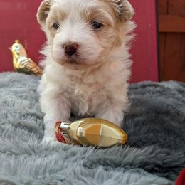 Maltese, Maltipoo, and Poodle Puppies from MountCarmelPuppies
