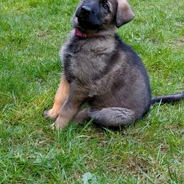 Pink collar girl - Sable female German Shepherd puppy in Molalla, Oregon from Von Overen German Shepherds