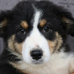 Cupcake - Black tri-color Australian Shepherd puppy in Hurricane, Utah from Coral Sun Aussies
