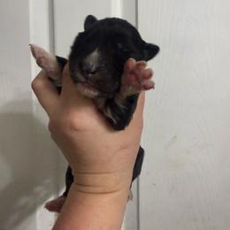 Rook - Black tan and white female Siberian Husky puppy in London, Ohio from Rose Trail Siberian’s