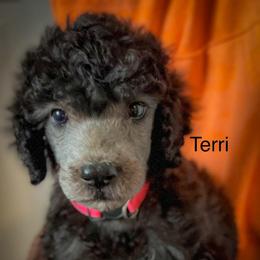 Terri - Silver female Poodle puppy in Greenville, North Carolina from Grace Poodles