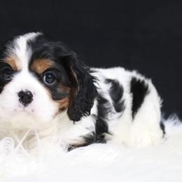 Cavalier King Charles Spaniel Puppies from Christina’s Cavaliers