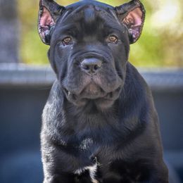 AKC Nova - Black female Cane Corso puppy in Smartsville, California from Summit Cane Corso