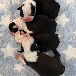 Boston Terrier puppies from NW Boston Terriers