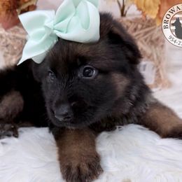 Key West (Jack Frost Blue) - Black and red female German Shepherd puppy in Davie, Florida from Vom Broward Haus