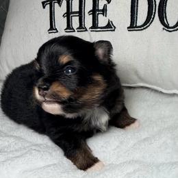 January - Black and tan female Pomeranian puppy in Clarksville, Tennessee from Bee Mine Maltipoos and Pomeranians