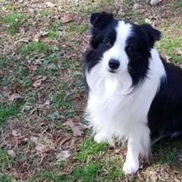 Border Collies and Papillons from Larimar Border Collies and Papillons