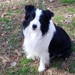 Border Collies and Papillons from Larimar Border Collies and Papillons