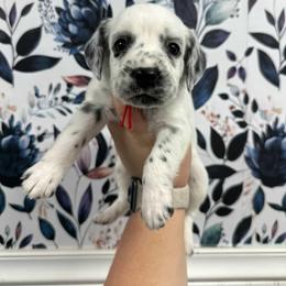 Beanie Baby - White and black male Dalmatian puppy in Gray, Georgia from Fuller Spots