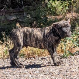 Boy 1 - Black brindle Cane Corso puppy in Los Lunas, New Mexico from Top Gun Kennels NM