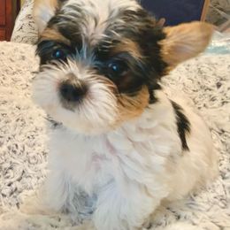 Yorkshire Terrier puppies from Lynnie’s Lovables Yorkies
