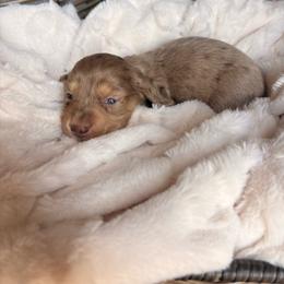 Chandler - Dapple male Dachshund puppy in Broomfield, Colorado from Jessi’s Longdog Lounge