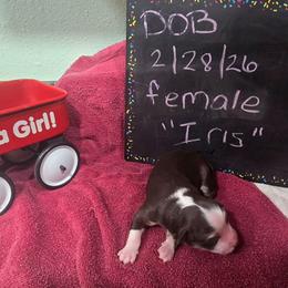 Iris - Red tri-color female Miniature American Shepherd puppy in Vancouver, Washington from BonDrew's Miniature American Shepherds