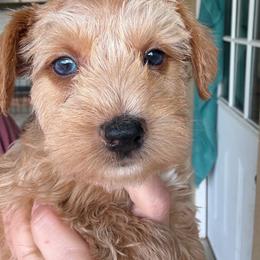 Chai (green collar) - Wheaten male Miniature Schnauzer puppy in Fort Worth, Texas from Sissy’s Schnauzers