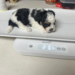 Girl 1 - Black and white female Havanese puppy in North Richland Hills, Texas from A Royal Havanese Court