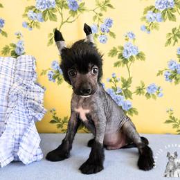 Percy - Black male Chinese Crested puppy in Ocala, Florida from Crestie Charm Cottage