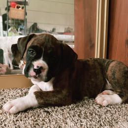 Boxer Puppies from East River Boxers