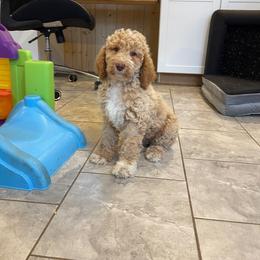 Taffy - Apricot female Goldendoodle puppy in Sugarcreek, Ohio from True Hearted Doodles