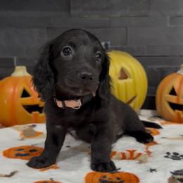 Pepper - Black female Dachshund puppy in Goodyear, Arizona from AZ Royal Doxies llc