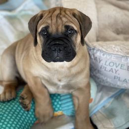 Bullmastiff Puppies from stephanie greenwald
