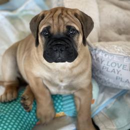 Bullmastiff Puppies from stephanie greenwald