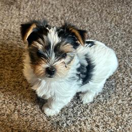 Shorty - Parti male Yorkshire Terrier puppy in Hot Springs, Arkansas from Weslynn Kennels