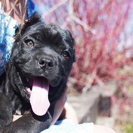Girl 2 - Black brindle female Cane Corso puppy in Emmett, Idaho from NorthWood’s Cane Corso