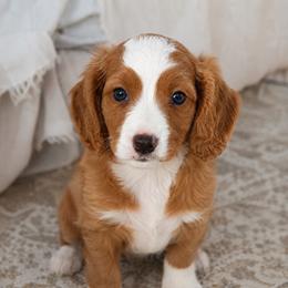 Copper - Red male Cavapoo puppy in Knoxville, Tennessee from Duke’s Forever Doodles
