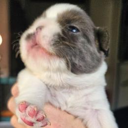 Boy 2 - White and black male French Bulldog puppy in High Ridge, Missouri from St Louis Frenchies