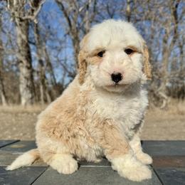 Pickle - Yellow and white male Bernedoodle puppy in Sioux Falls, South Dakota from WhiskeyCreek Doodles
